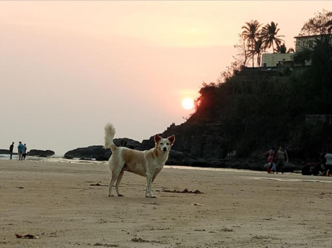 Red Rock Arambol Beach Esterno foto